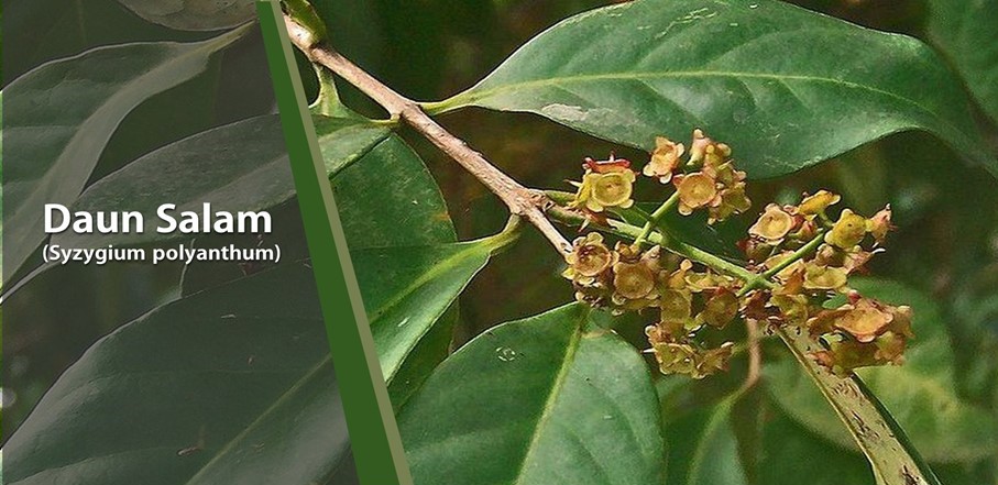 Khasiat Tanaman Salam untuk Kesehatan